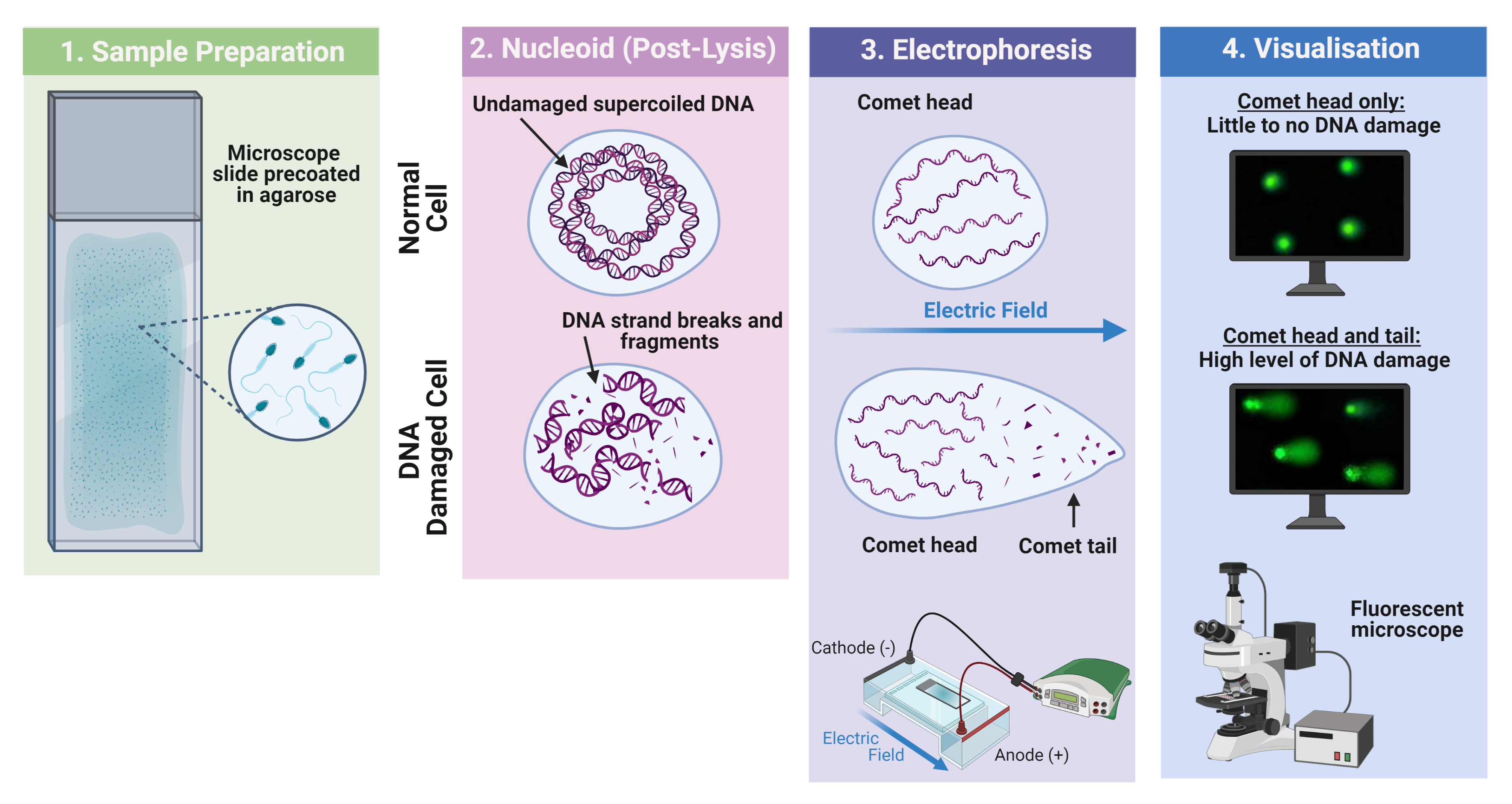 Comet (DNA Damage) Breed Diagnostics